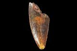 Bargain, Serrated, Raptor Tooth - Real Dinosaur Tooth #90045-1